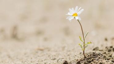 daisy growing out of dirt