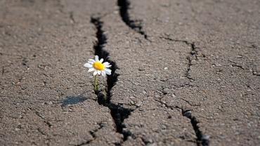 A flower growing through a crack in the pavement