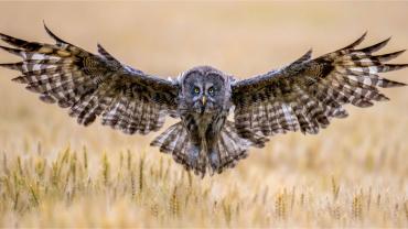 Owl with wings spread