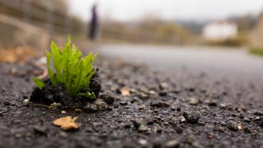 grass poking through hard surface