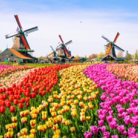 Dutch tulip field