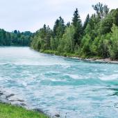 semi-calm river surrounded by trees