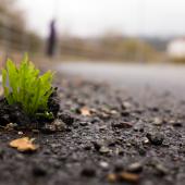 grass poking through hard surface