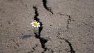 A flower growing through a crack in the pavement